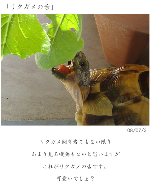 NK̐